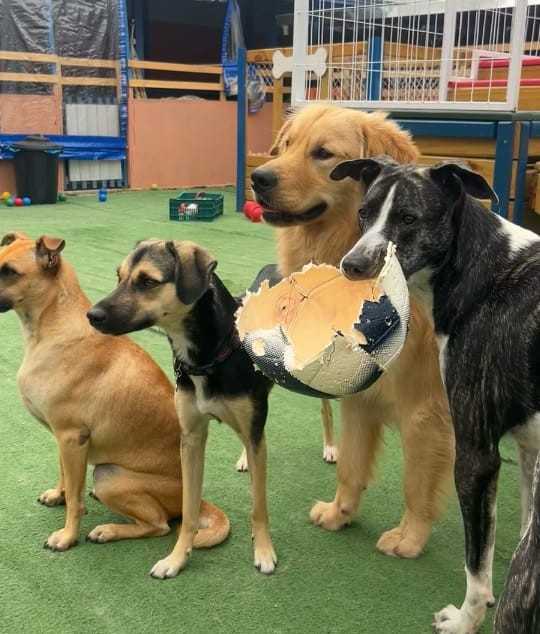 Cachorros brincando na creche pet sorridentes