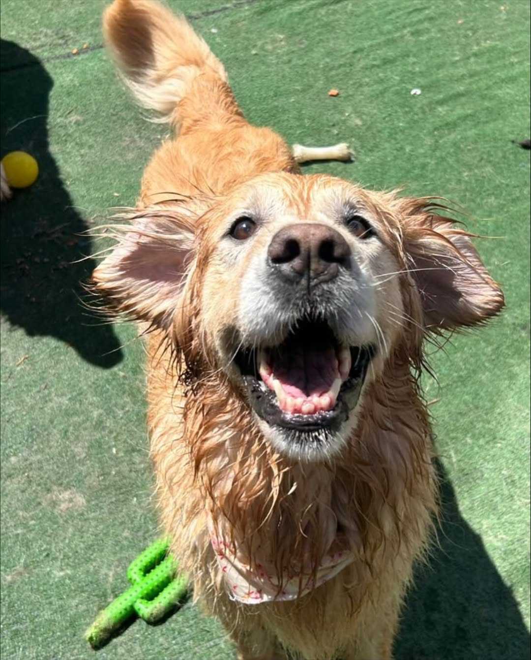 Banho E Tosa Landing Image