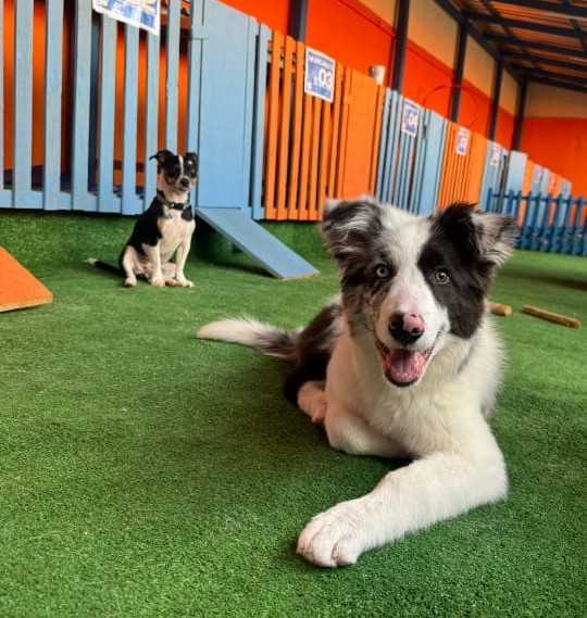 Golden Retriever sorridente olhando para cima